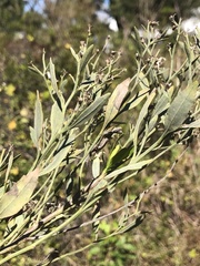 Baccharis halimifolia image
