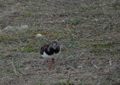 Arenaria interpres