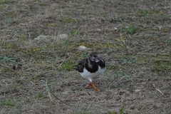 Arenaria interpres