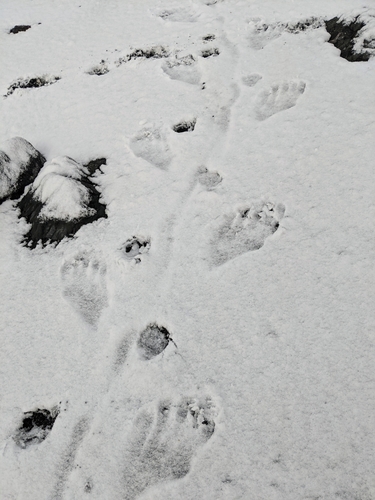 Sea Otter photographed in Alaska