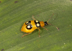 Diabrotica bioculata