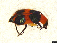 Dicranolaius bellulus