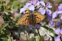 Boloria polaris