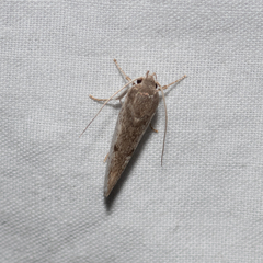 Xylorycta haplochroa