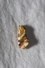 Acontia detrita