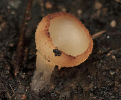 Helvella villosa