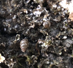 Vertigo rowellii