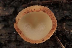Helvella villosa