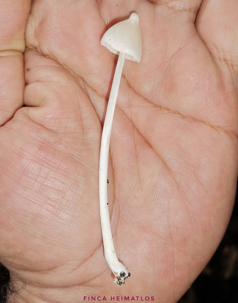 Entoloma caribaeum · December 2020 · photo: © heimatlos (iNaturalist, cc0)