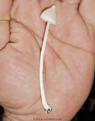 Entoloma stylophorum