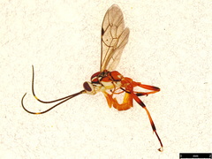 Gavrana maculipes
