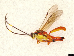 Gavrana maculipes