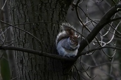 Sciurus carolinensis