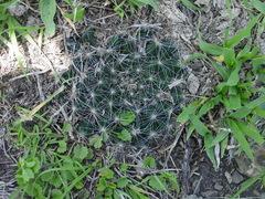 Mammillaria zephyranthoides