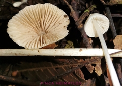 Entoloma stylophorum