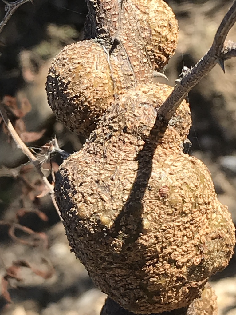 Tanaostigmodes albiclavus
