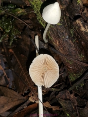 Entoloma stylophorum