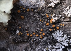 Athallia pyracea