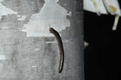 Uroblaniulus canadensis