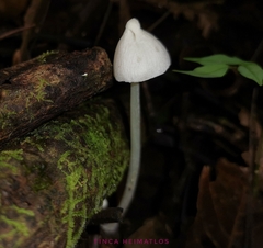 Entoloma stylophorum