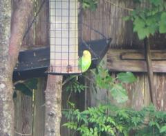 Melopsittacus undulatus domesticus
