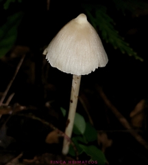 Entoloma stylophorum