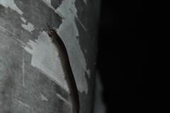 Uroblaniulus canadensis