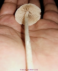 Entoloma stylophorum