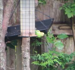 Melopsittacus undulatus domesticus