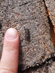 Myopsalta mackinlayi