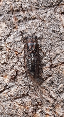 Myopsalta mackinlayi