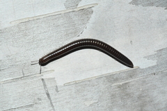 Uroblaniulus canadensis