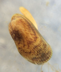 Arcuatula senhousia