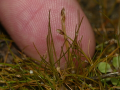 Eleocharis parvula