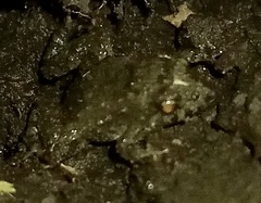 Pseudopaludicola falcipes