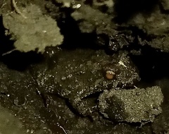 Pseudopaludicola falcipes