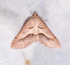 Digrammia subminiata