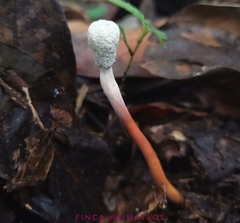 Paraisaria gracilioides