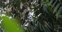 Ptilinopus melanospilus