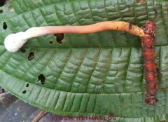 Paraisaria gracilioides