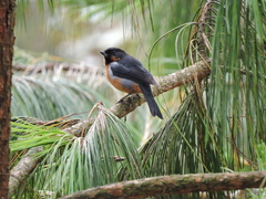 Diglossa brunneiventris