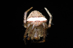Araneus miniatus