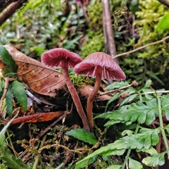 Laccaria gomezii