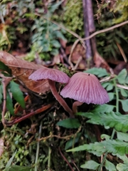 Laccaria gomezii