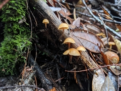 Galerina badipes