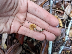 Galerina badipes