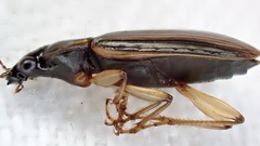 Notagonum