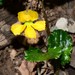 Goodenia hederacea - Photo (c) Michael Keogh, algunos derechos reservados (CC BY-NC-SA), subido por Michael Keogh