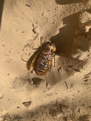 Julodimorpha bakewelli