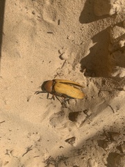 Julodimorpha bakewelli